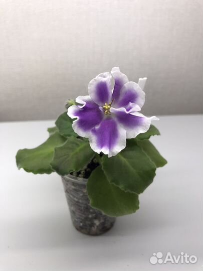 Фиалки сортовые