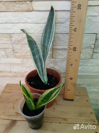 Сансевиерия металлика, голден флейм