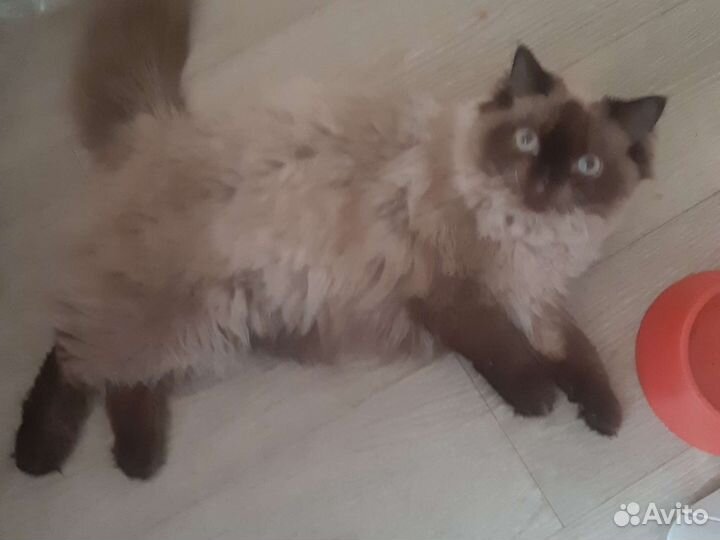 Шерсть кошачья от персидской кошки