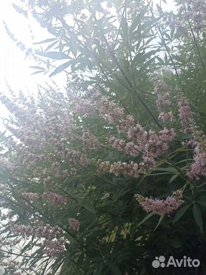 Витекс священный (Авраамово дерево)