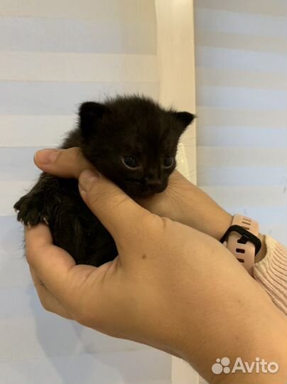 Котята в добрые руки бесплатно