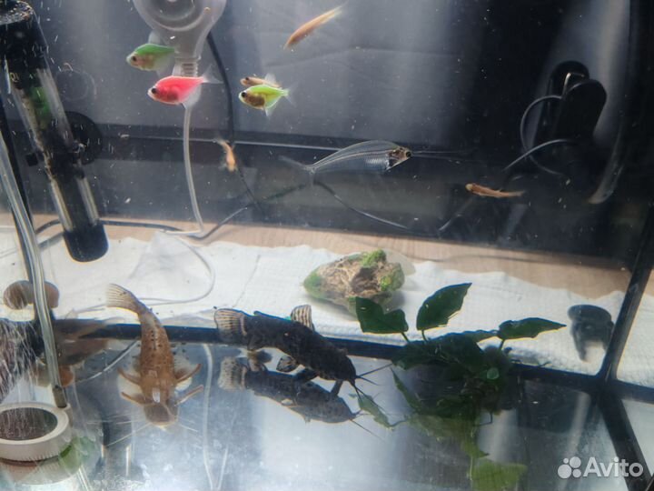 Аквариум с рыбками
