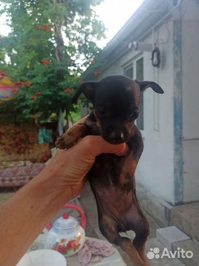 Мини той-терьер