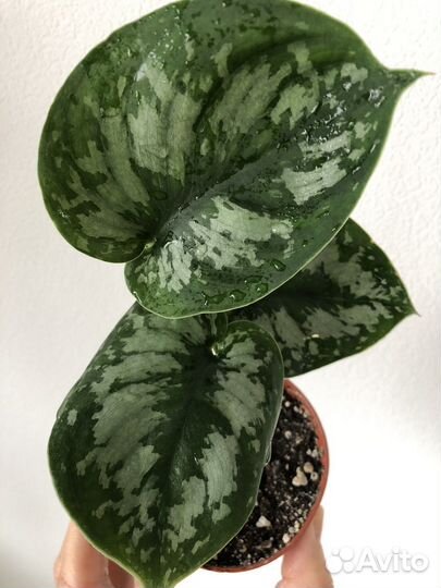 Калатея пинк страйпс / сциндапсус пиктус требе