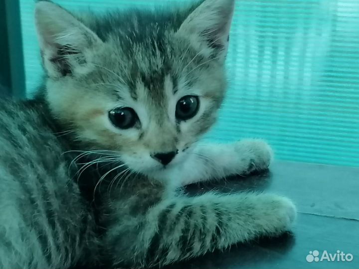 Тройняшки ищут любящий дом