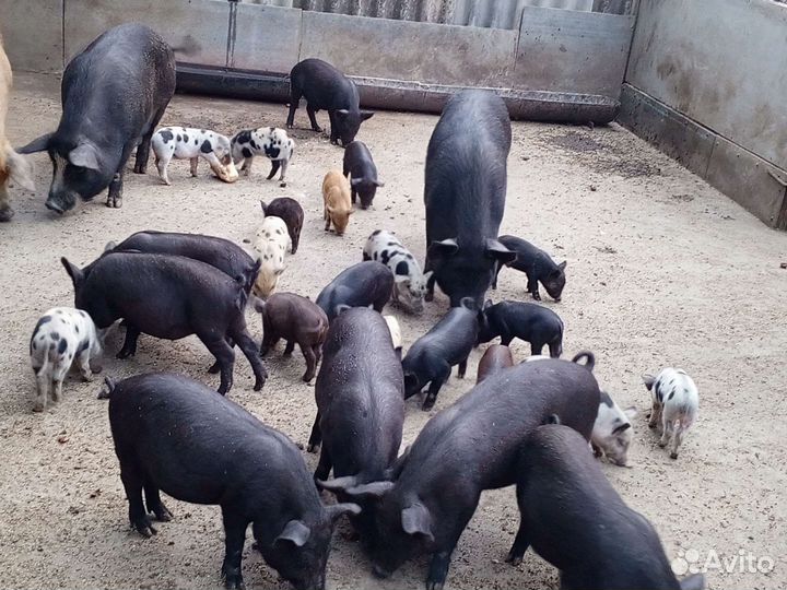 Вьетнама-дюрок