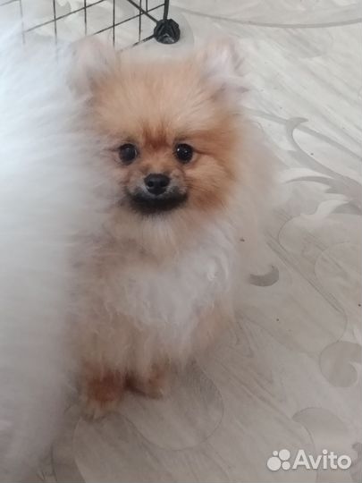 Померанский шпиц