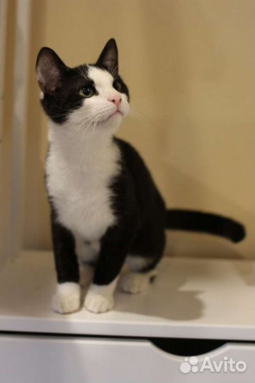 Котенок Сандал в дар