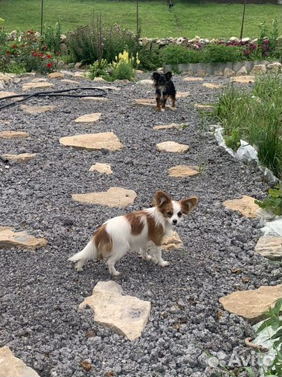 Папильон с той терьером