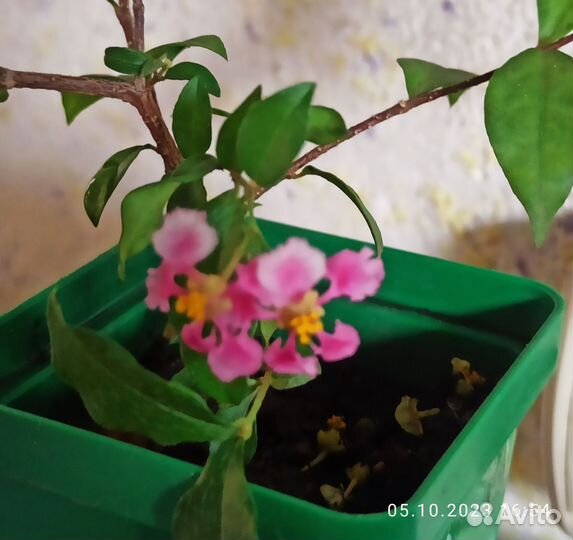 Цветы домашние