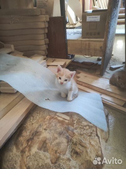 Милые котята