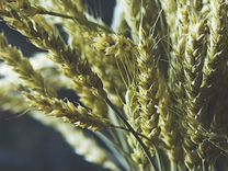 Семена озимой пшеницы Юка (эс)