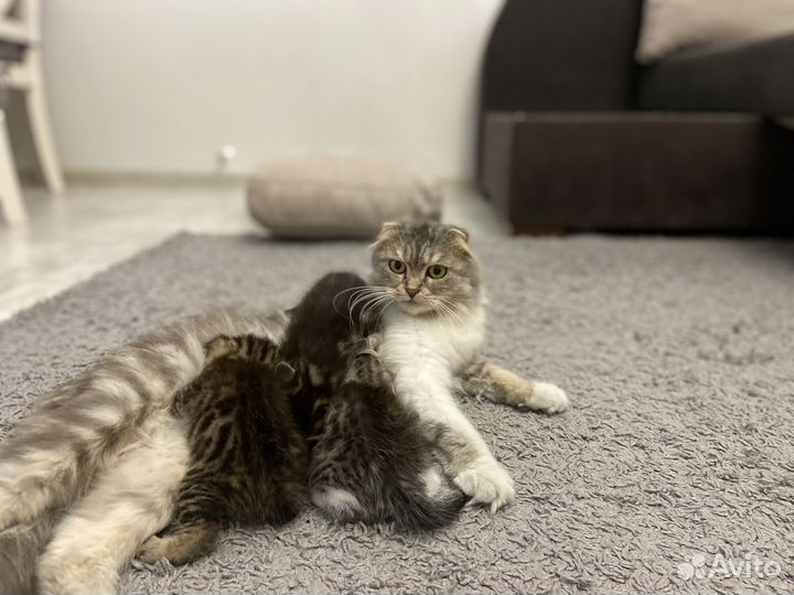 Шотладские вислоухие котята