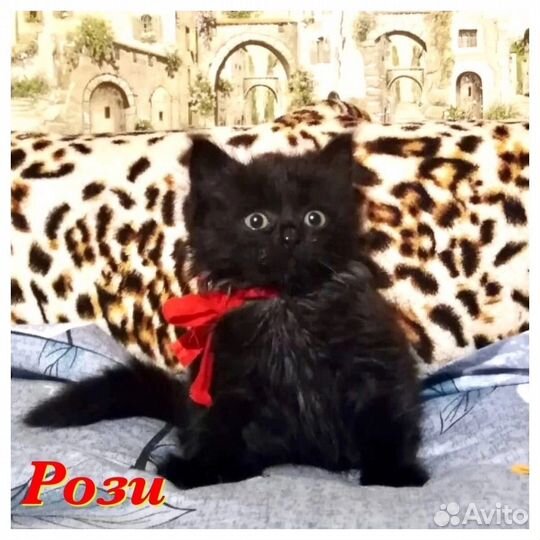 Кошка в добрые руки