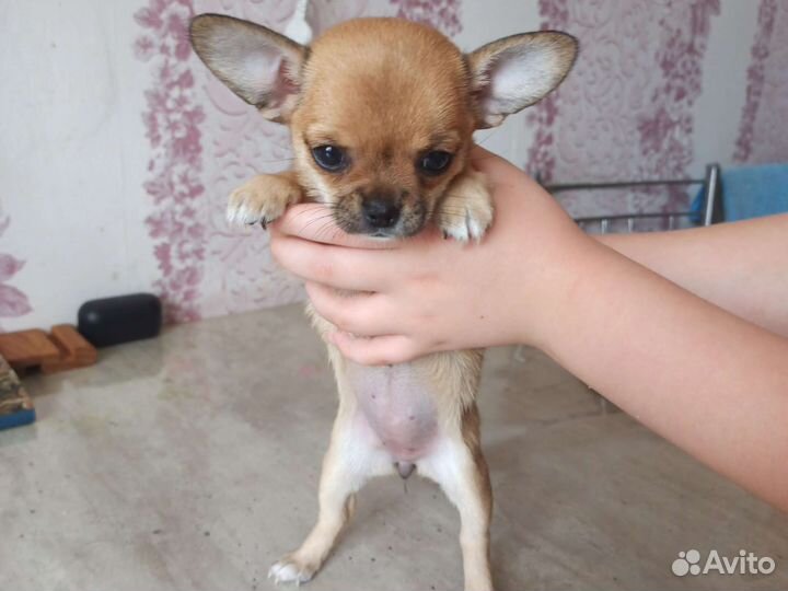 Щенки чихуахуа мини