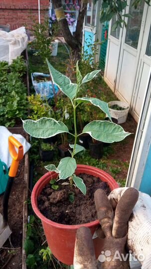 Дерен белый