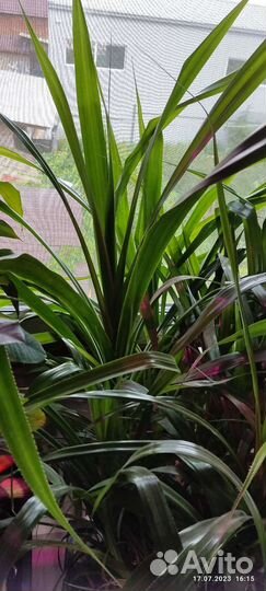 Пальма Пандаус