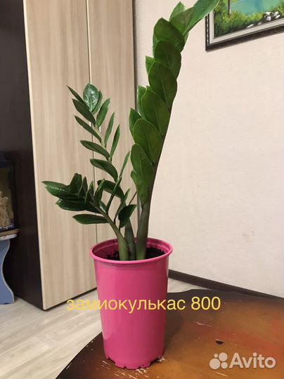 Замиокулькас. Драцена