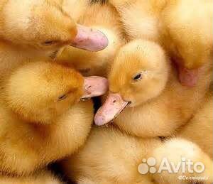 Гуси - гусята суточные