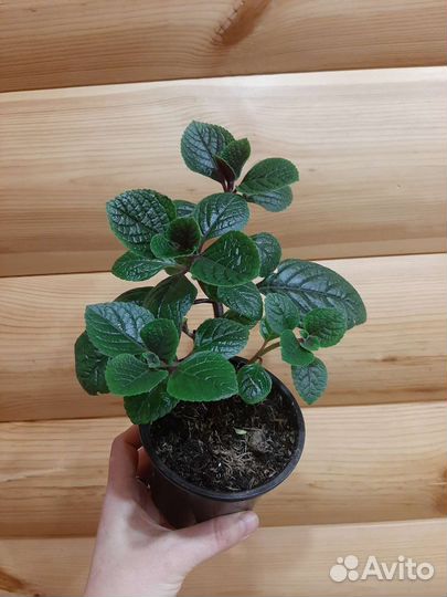 Плектрантус фиолетовый