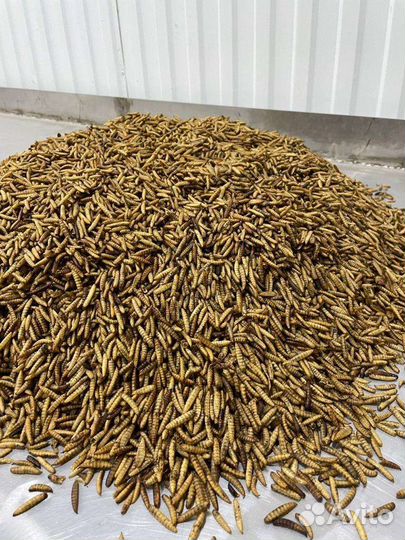 Сухая личинка Черной львинки Премикс для птицы