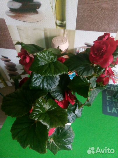 Бегония элатиор