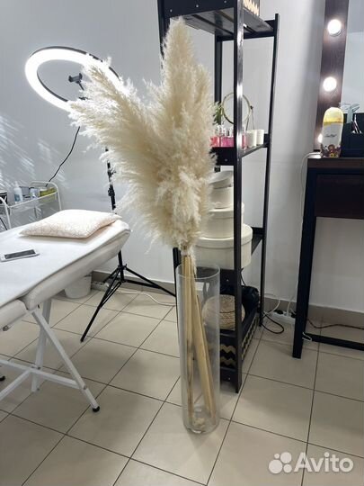 Помпасная трава