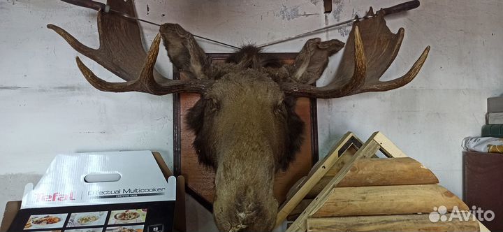 Чучело головы лося