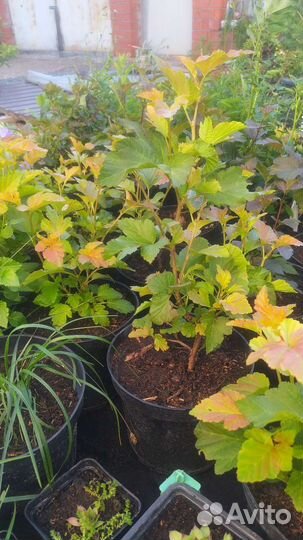 Пузыренлодник