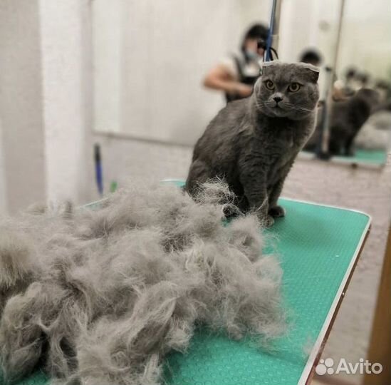 Груминг стрижка собак