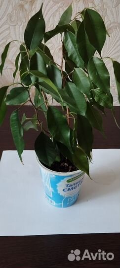 Фикус бенджамина
