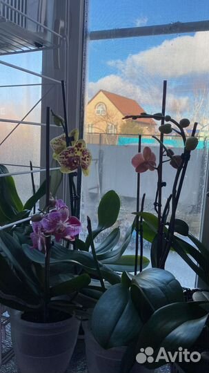 Комнатные растения