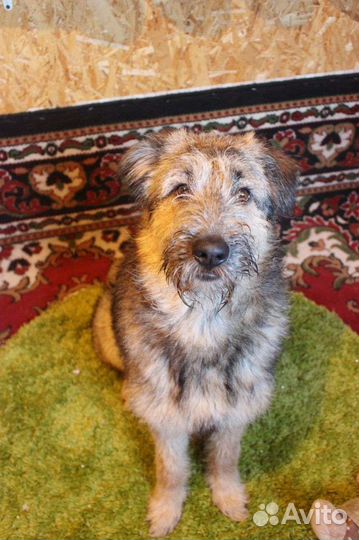 Собака Филип пушистый ищет дом