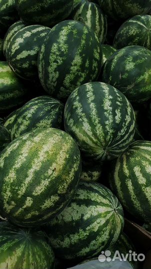 Арбуз сладкий дагестан
