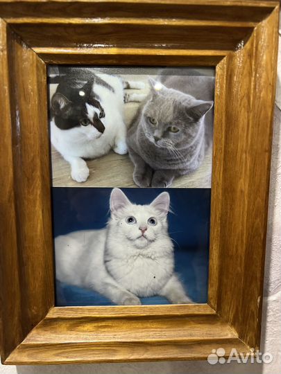 Отдам котиков