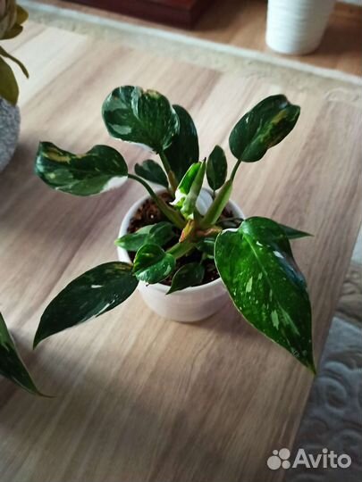 Филодендрон