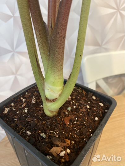 Алоказия платинум