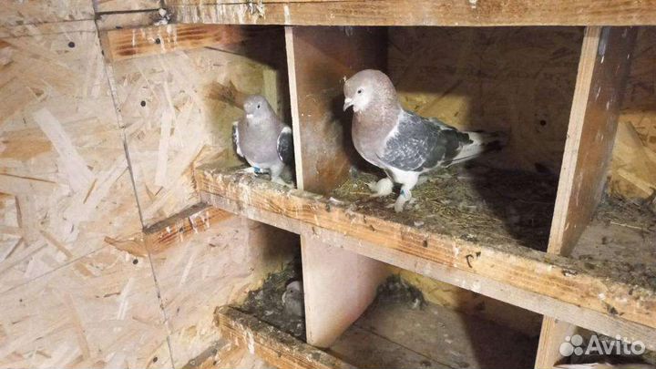 Голуби турецкие такла