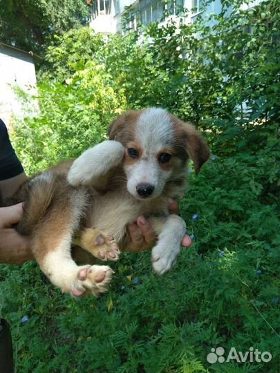 Парень ищет дом