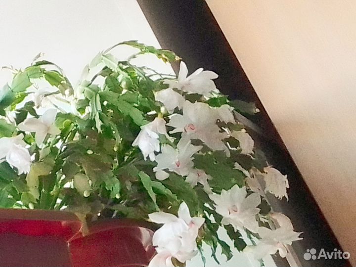 Декабрист шлюмбергера белый