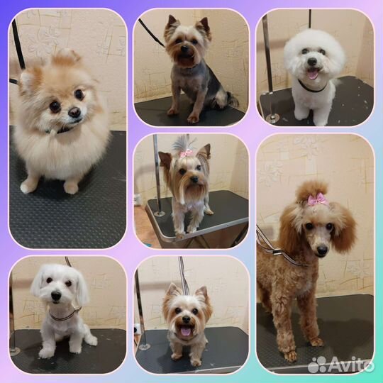 Стрижка собак и кошек