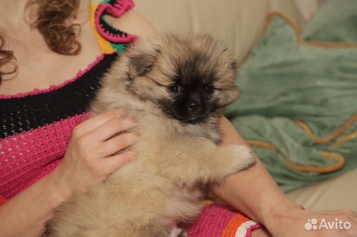 Померанский шпиц, щенки мальчик и девочка 2,5 мес