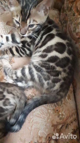 Бенгальская