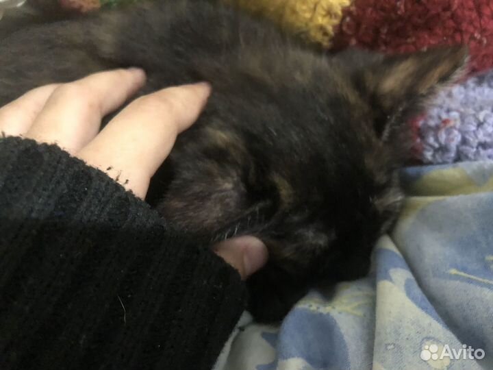 Котенок богатка