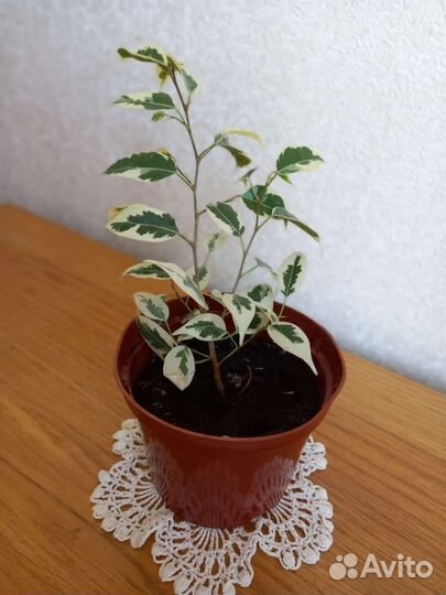 Бенджамин, шефлера, драцена душистая, окаймленная