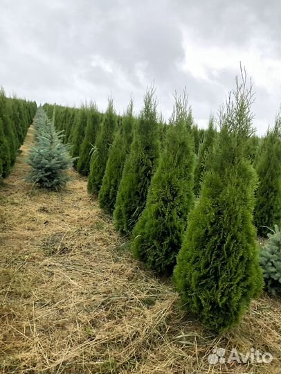 Туя для живой изгороди