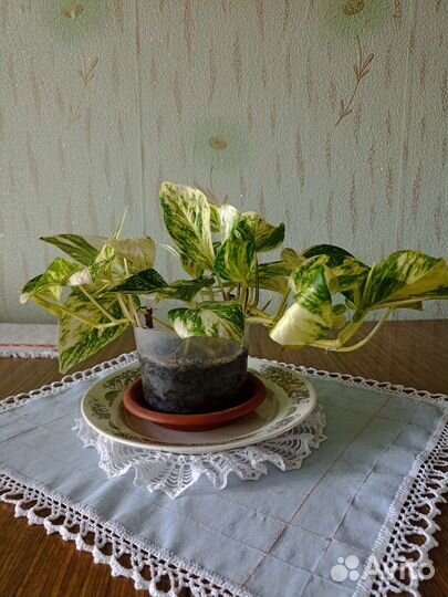 Эпипремнум