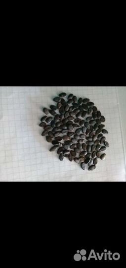 Семена арбуза