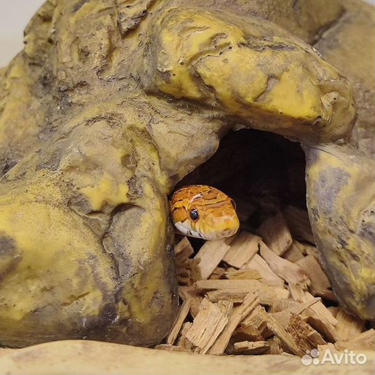 Фон для террариума, влажная камера, укрытие