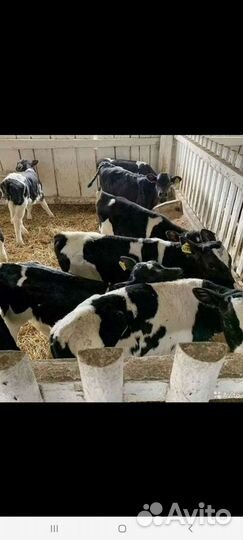 Быки и Тёлки